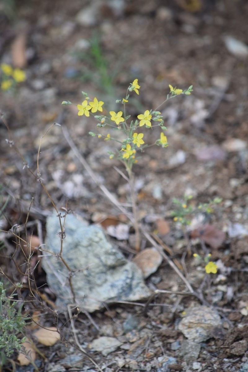 Paskenta Grade Dwarf-Flax photo 3
