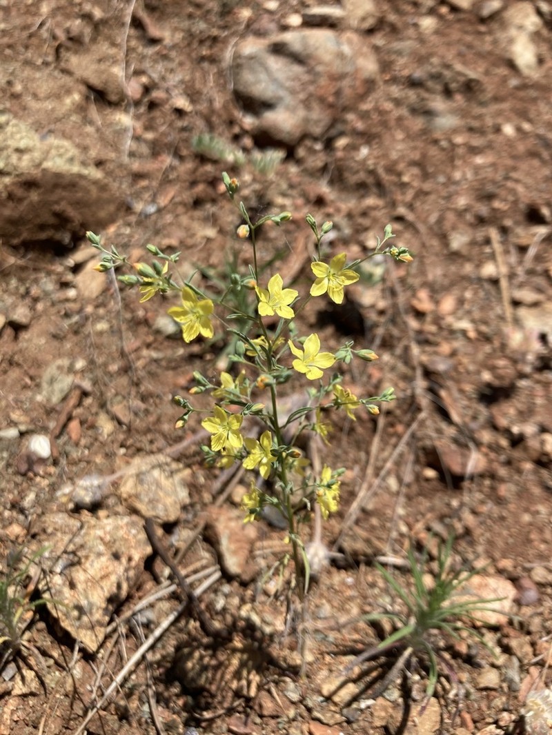 Paskenta Grade Dwarf-Flax photo 4