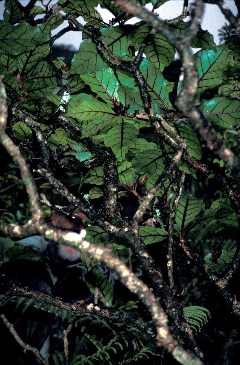 Lanai Island-Aster photo 3
