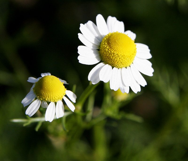 Maui Island-Aster