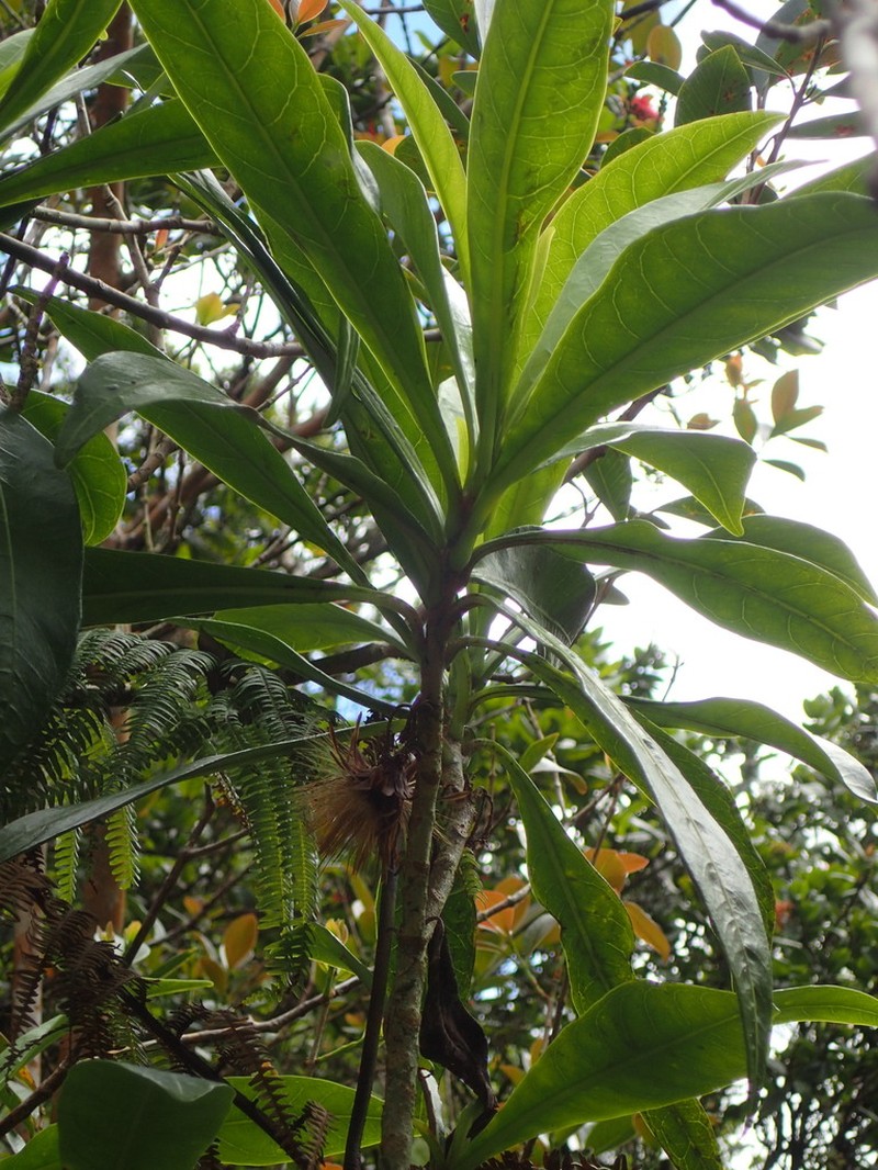 Kauai Island-Aster photo 2
