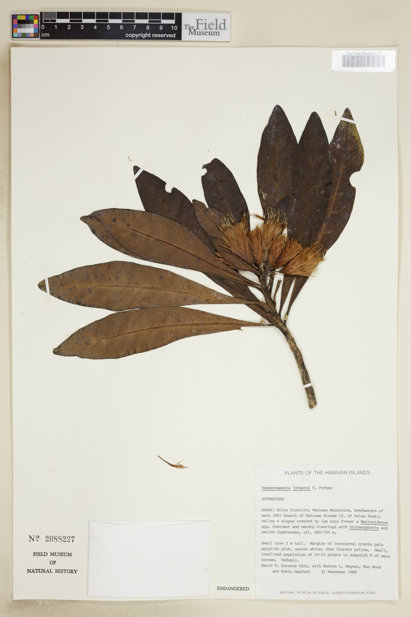 Kauai Island-Aster photo 6