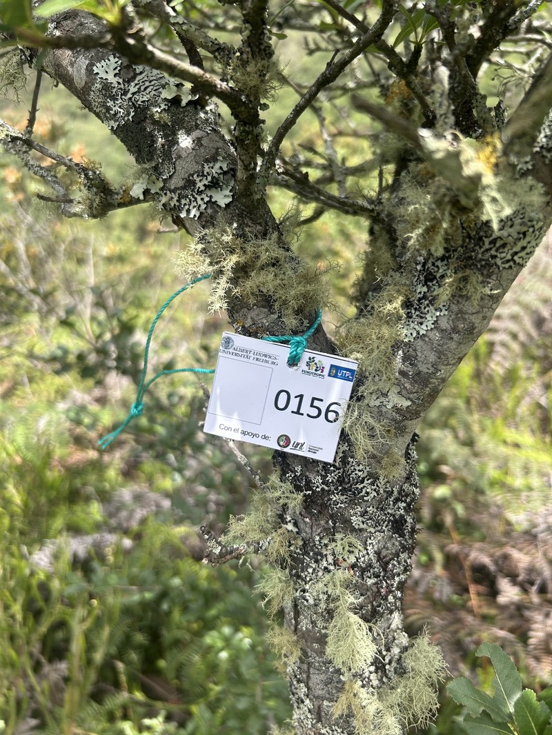 Hesperomeles obtusifolia var. obtusifolia