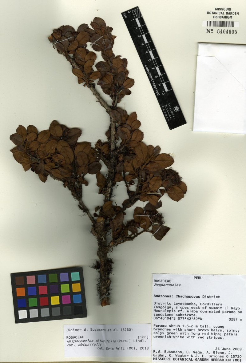 Hesperomeles obtusifolia var. obtusifolia photo 2