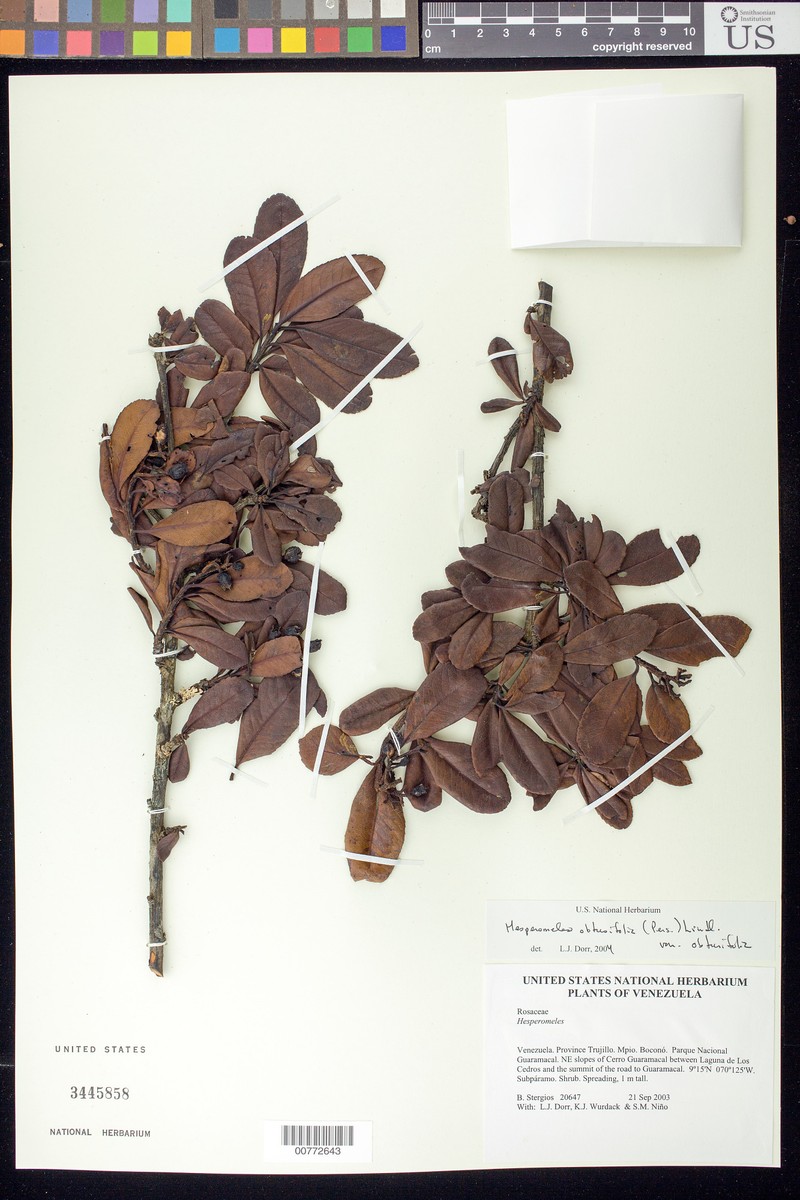 Hesperomeles obtusifolia var. obtusifolia photo 3