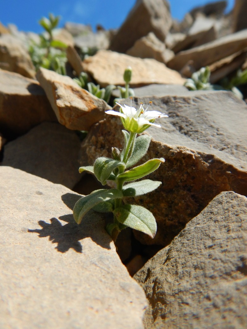 American Chickweed