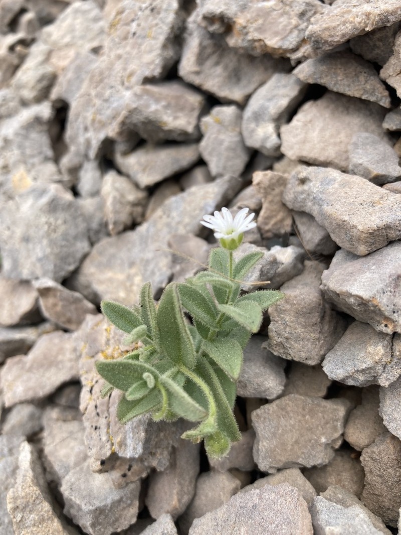 American Chickweed photo 2