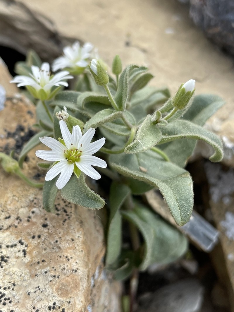 American Chickweed photo 3