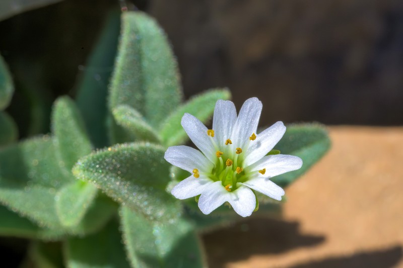 American Chickweed photo 4