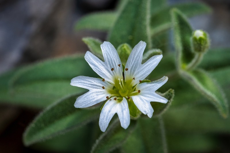 American Chickweed photo 5