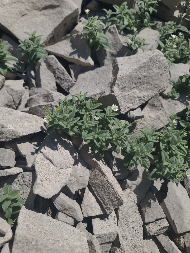 American Chickweed photo 6