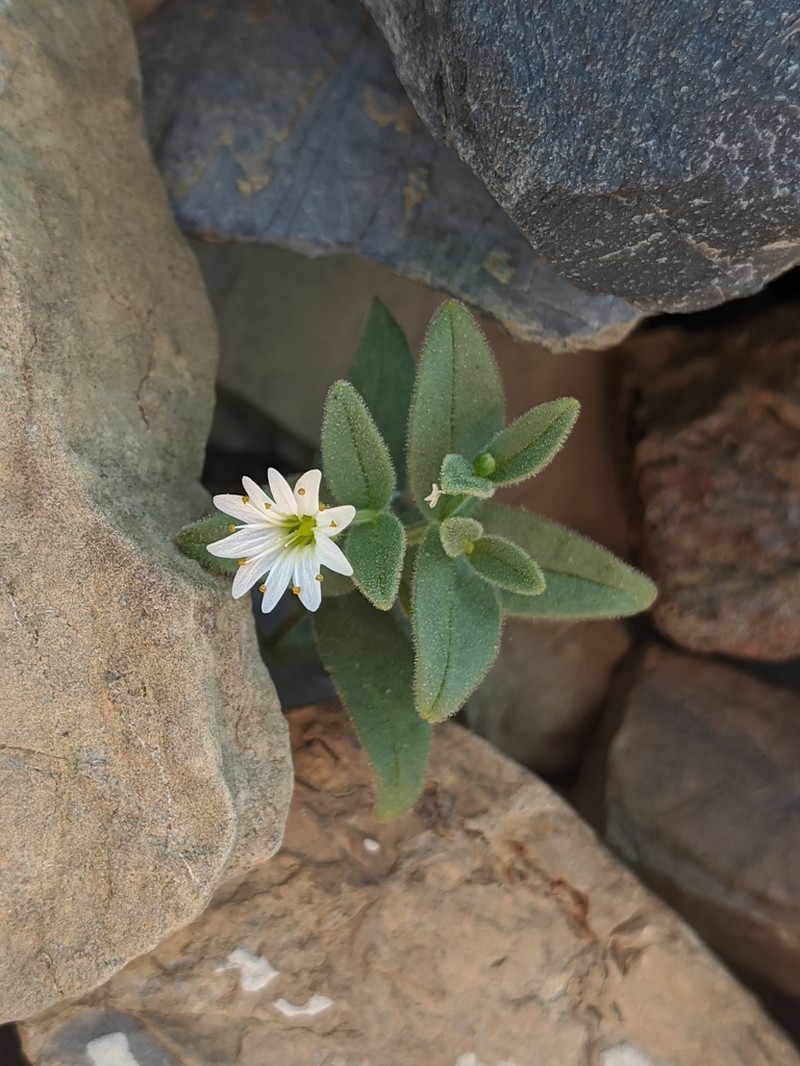 American Chickweed photo 7