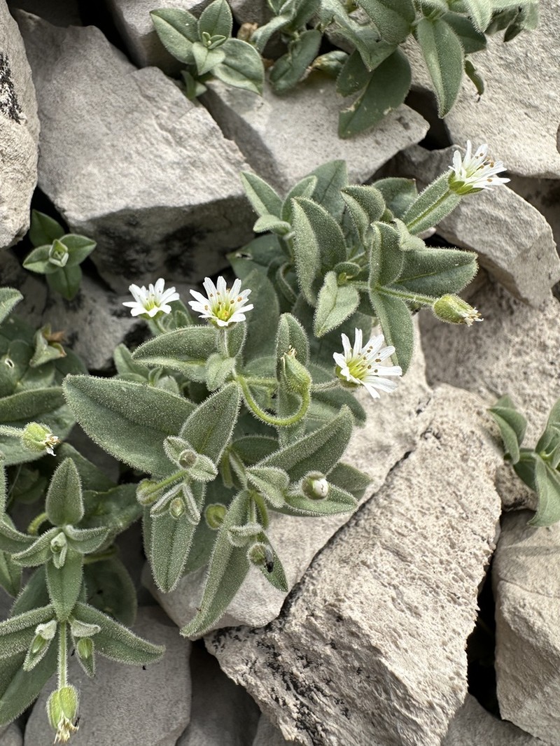 American Chickweed photo 8