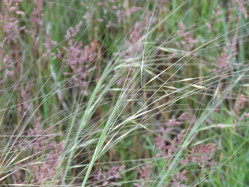 Needle And Thread photo 3