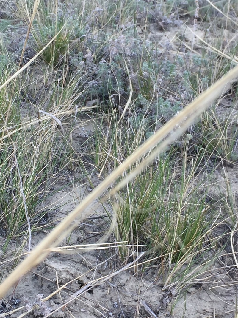 Needle And Thread photo 4