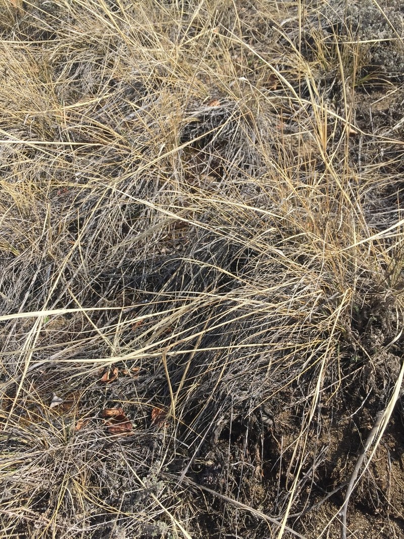 Needle And Thread photo 7