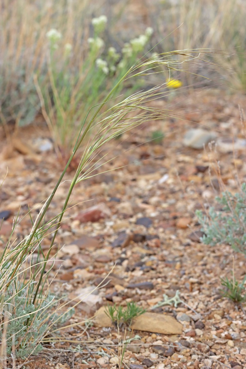 Hesperostipa comata subsp. comata