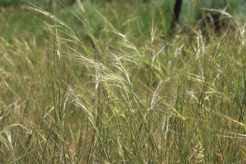 Hesperostipa comata subsp. comata photo 2
