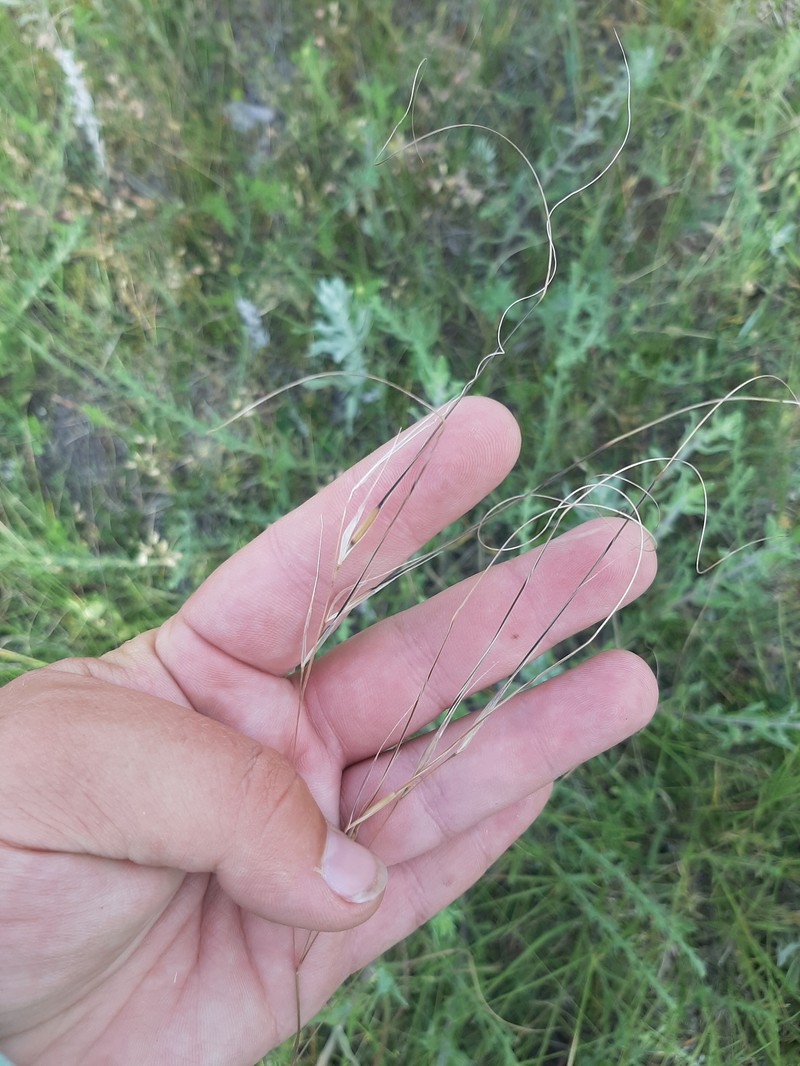 Hesperostipa comata subsp. comata photo 3