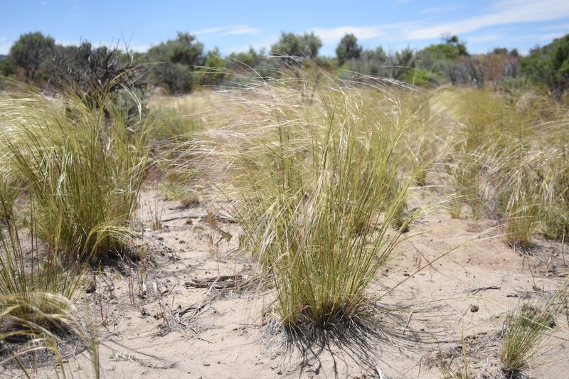 Hesperostipa comata subsp. comata photo 4