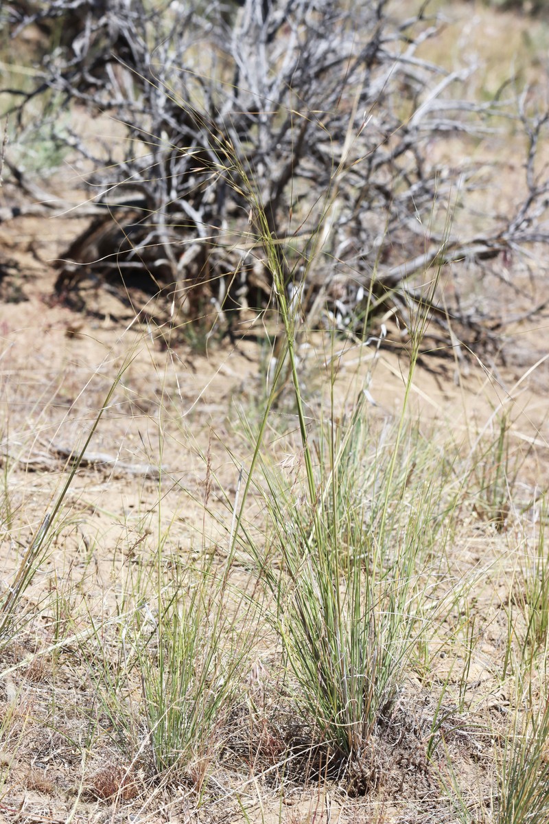 Hesperostipa comata subsp. comata photo 6