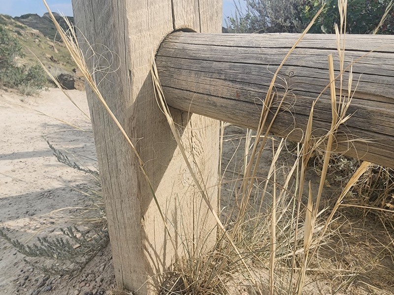 Hesperostipa comata subsp. comata photo 7
