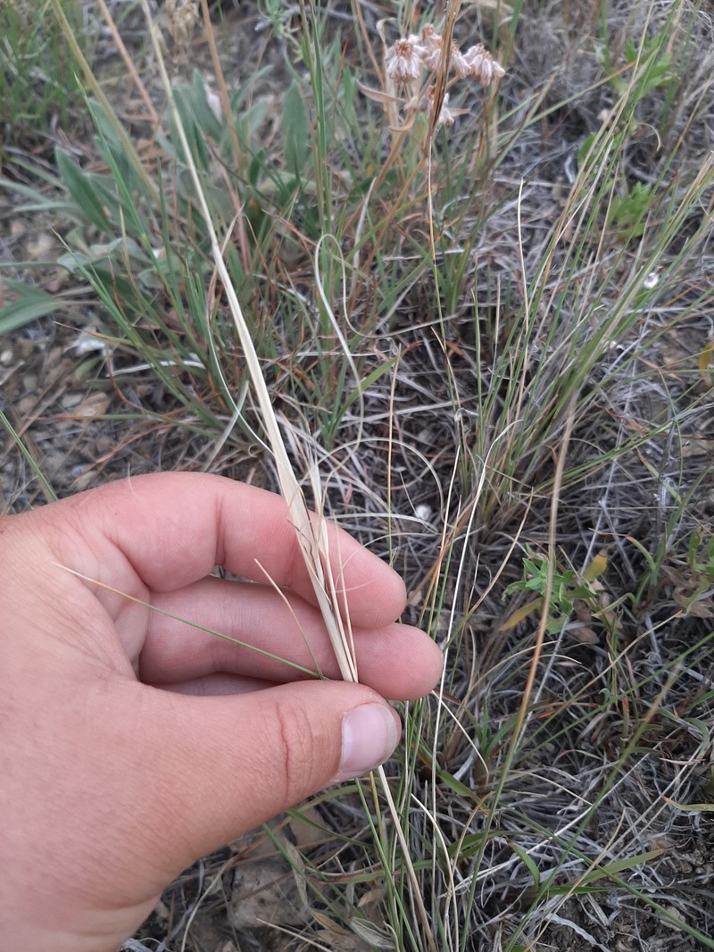Hesperostipa comata subsp. intermedia