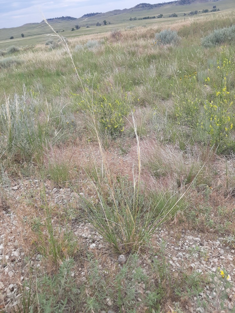 Hesperostipa comata subsp. intermedia photo 2