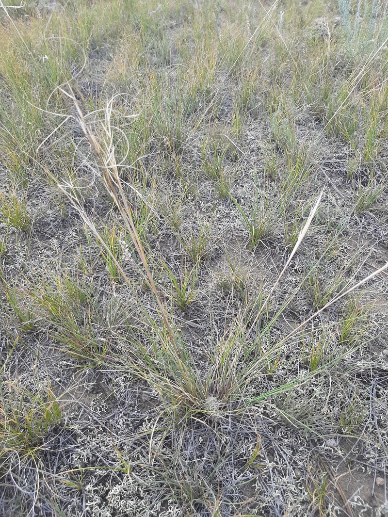 Hesperostipa comata subsp. intermedia photo 3