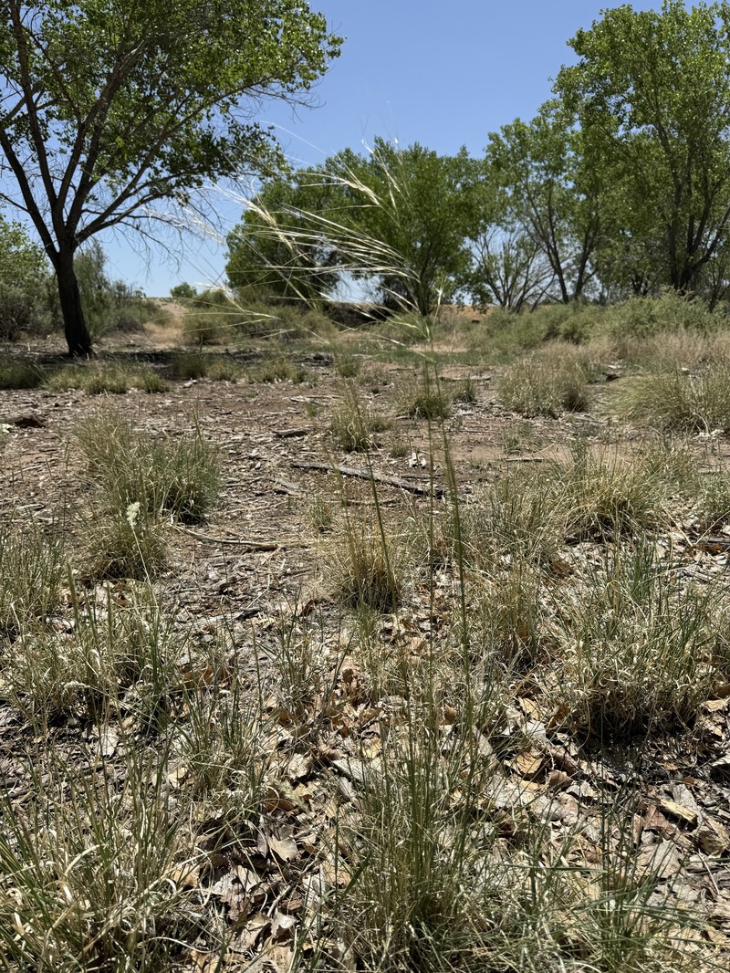 Hesperostipa comata subsp. intermedia photo 4