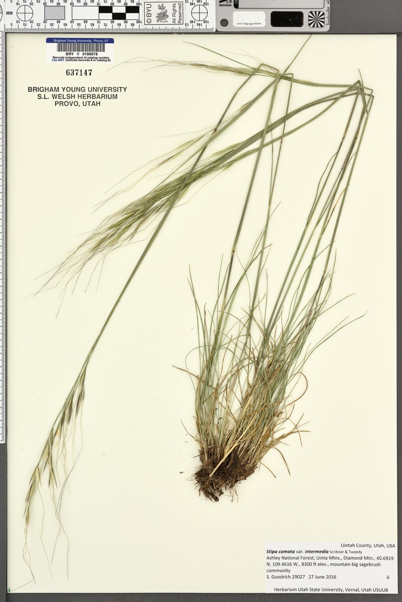 Hesperostipa comata subsp. intermedia photo 6