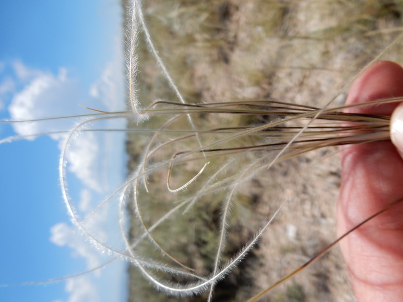 Shortbristle Needle And Thread photo 4