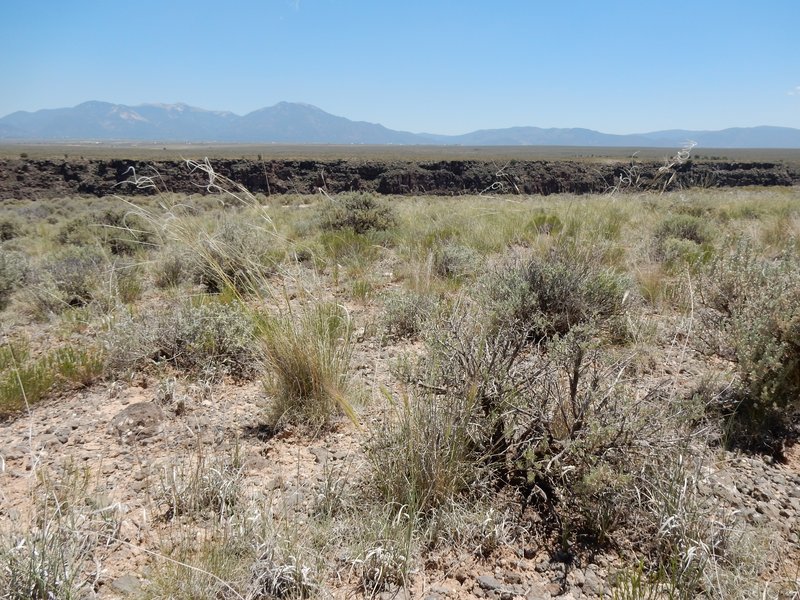 Shortbristle Needle And Thread