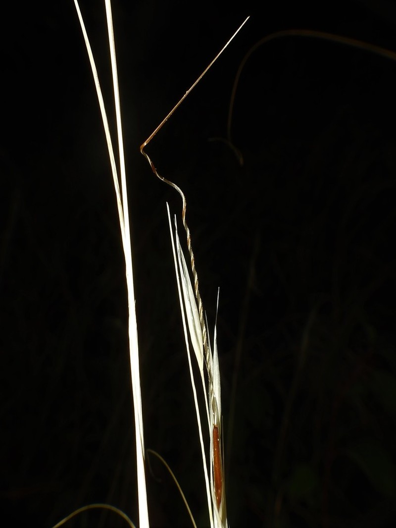 Shortbristle Needle And Thread photo 5