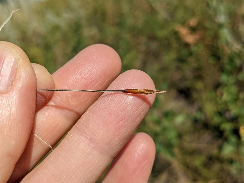 Shortbristle Needle And Thread photo 6