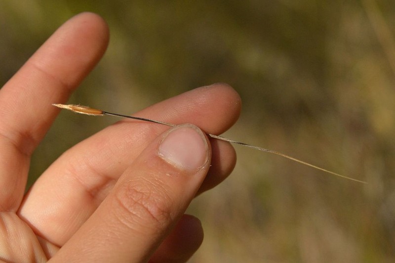 Shortbristle Needle And Thread photo 7