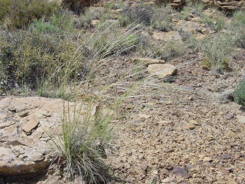 New Mexico Feathergrass photo 2