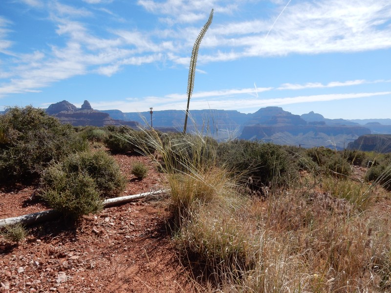 New Mexico Feathergrass photo 3