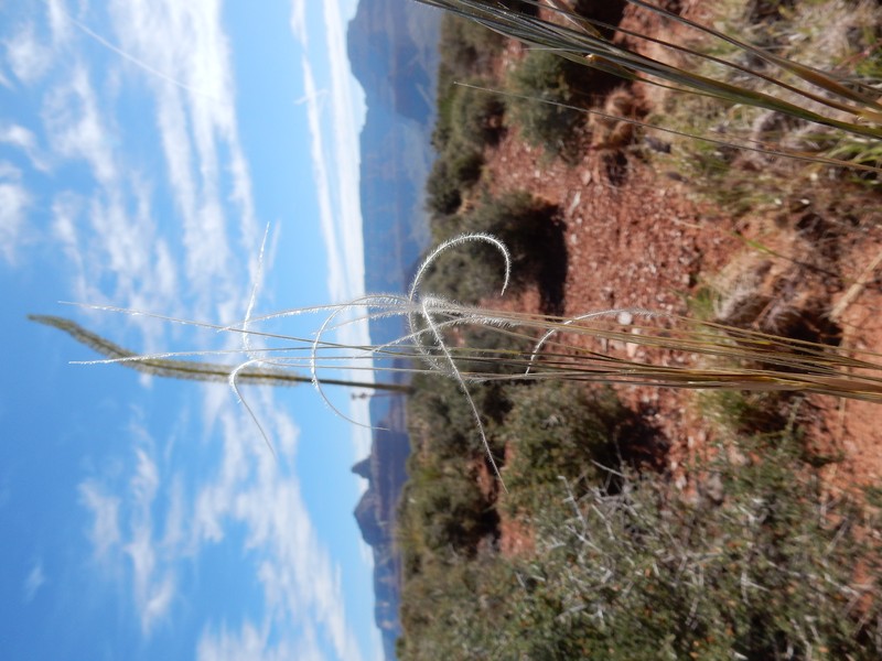 New Mexico Feathergrass photo 4