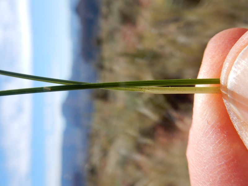 New Mexico Feathergrass photo 5