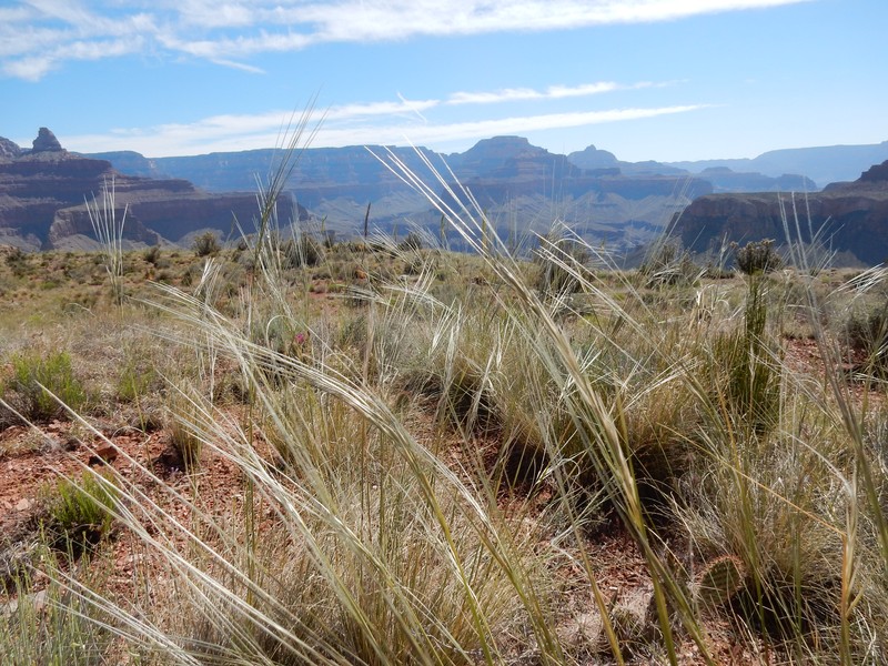 New Mexico Feathergrass photo 7