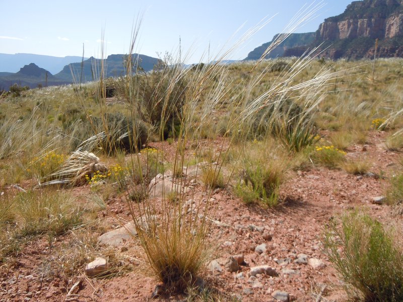 New Mexico Feathergrass