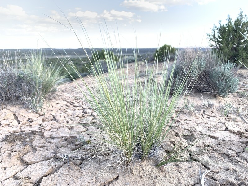 New Mexico Feathergrass