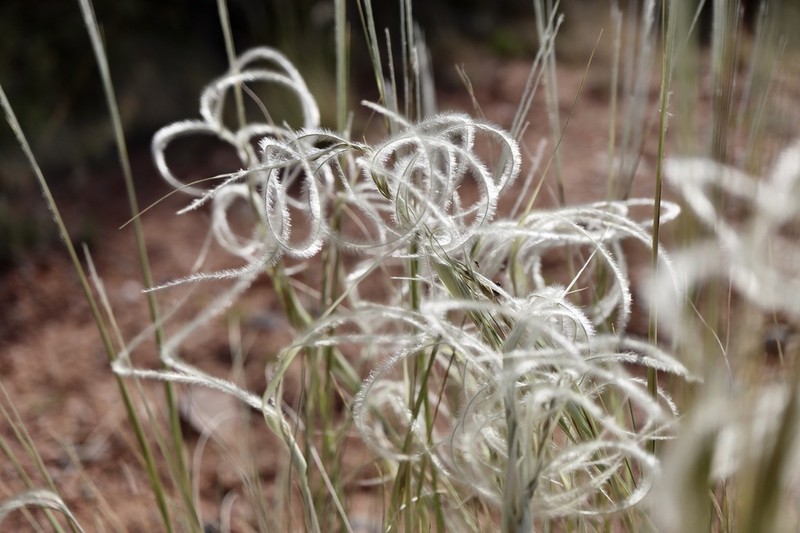 New Mexico Feathergrass photo 2