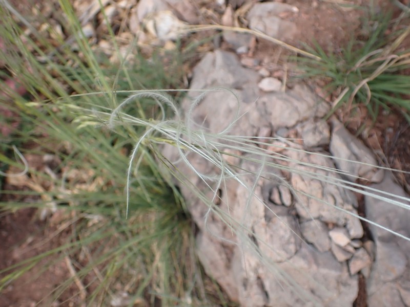 New Mexico Feathergrass photo 3