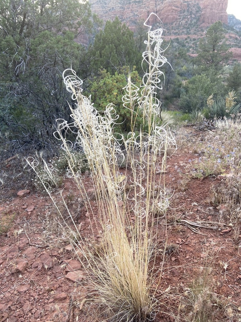 New Mexico Feathergrass photo 4