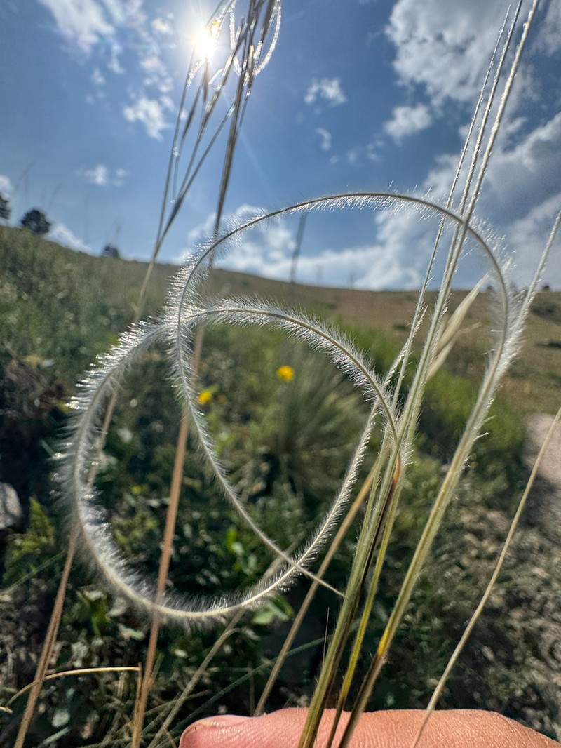 New Mexico Feathergrass photo 5