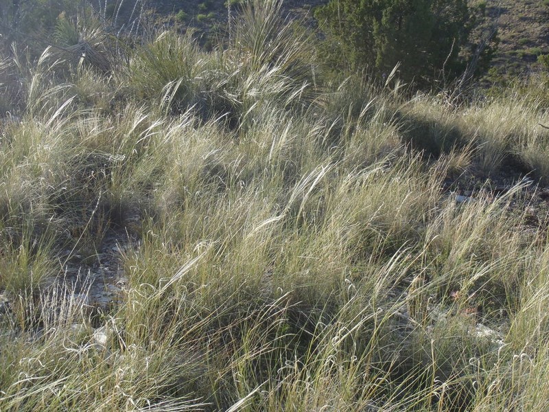 New Mexico Feathergrass photo 6