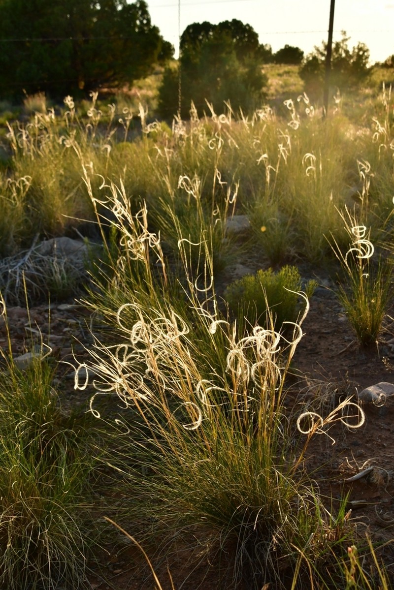 New Mexico Feathergrass photo 7