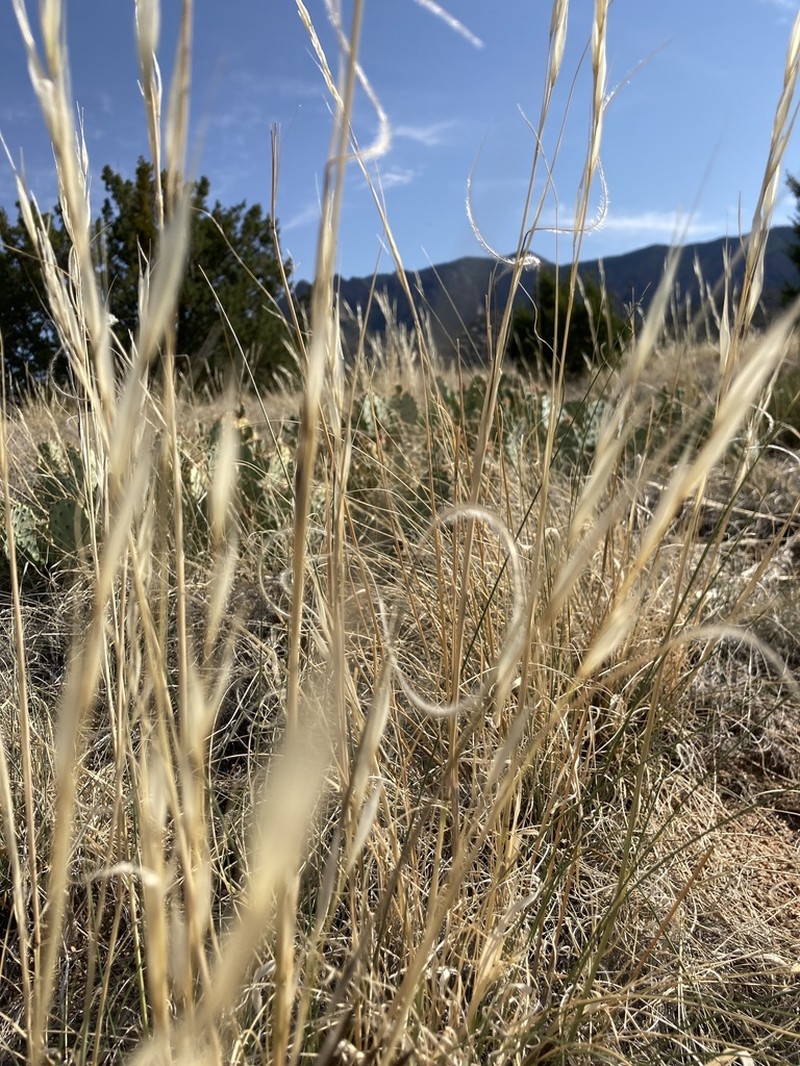 New Mexico Feathergrass photo 8